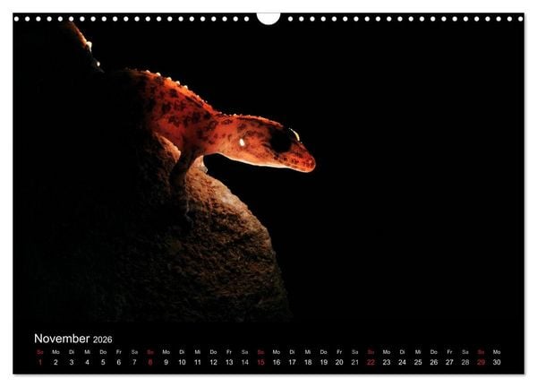 Produktbild: WILD - Tierkalender 2026 (Wandkalender 2026 DIN A3 quer), CALVENDO Monatskalender