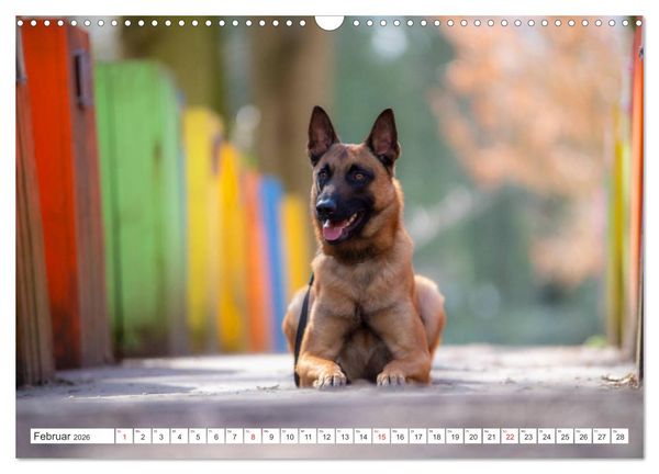 Produktbild: Malinois - belgischer Sch&auml;ferhund (Wandkalender 2026 DIN A3 quer), CALVENDO Monatskalender