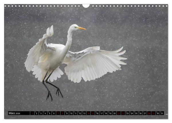 Produktbild: Eleganz in Wei&szlig; - Der Silberreiher (Wandkalender 2026 DIN A3 quer), CALVENDO Monatskalender