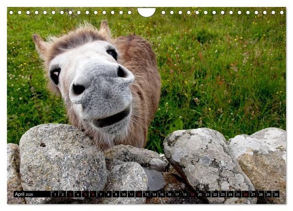 Produktbild: Irland - Gr&uuml;ne Insel mit Seele (Wandkalender 2026 DIN A4 quer), CALVENDO Monatskalender