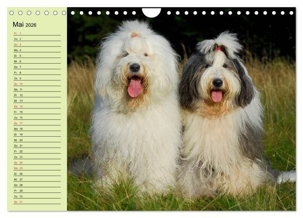 Produktbild: Traumhund Bobtail (Wandkalender 2026 DIN A4 quer), CALVENDO Monatskalender