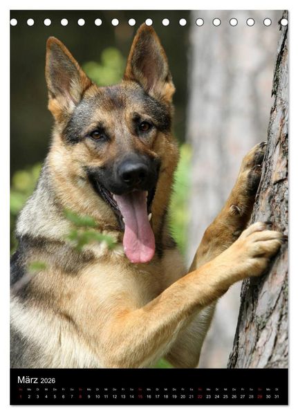 Produktbild: Deutscher Sch&auml;ferhund (Tischkalender 2026 DIN A5 hoch), CALVENDO Monatskalender