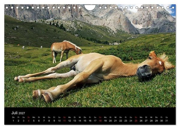 Produktbild: Wundersch&ouml;ne Haflingerwelt (Wandkalender 2027 DIN A4 quer), CALVENDO Monatskalender