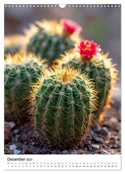Produktbild: Beautiful Spiky Balls (Wall Calendar 2027 DIN A3 portrait), CALVENDO 12 Month Wall Calendar
