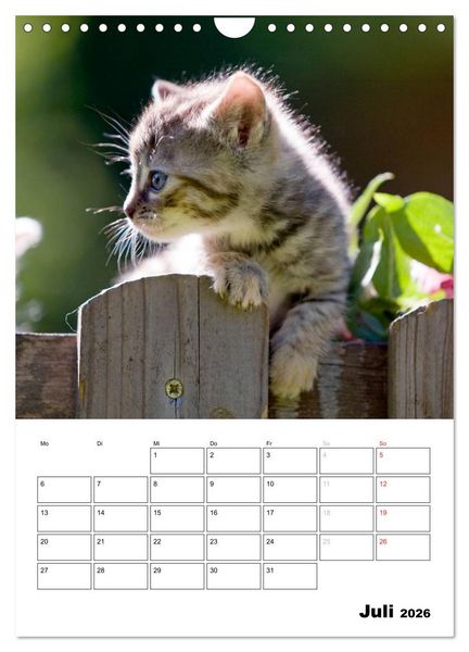 Produktbild: Katzenkinder - Impressionen (Wandkalender 2026 DIN A4 hoch), CALVENDO Monatskalender