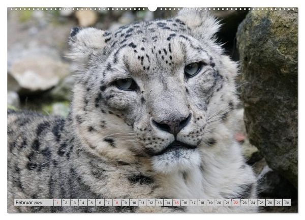 Produktbild: Schneeleoparden. Perfekte Raubkatzen-Sch&ouml;nheiten (hochwertiger Premium Wandkalender 2026 DIN A2 quer), Kunstdruck in Hochglanz