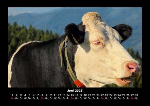 Produktbild: Kuhkalender 2025 Fotokalender DIN A3