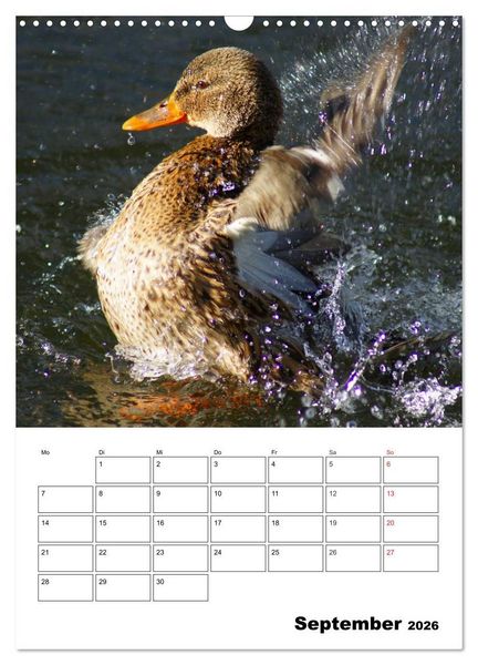 Produktbild: Liebenswerte Enten (Wandkalender 2026 DIN A3 hoch), CALVENDO Monatskalender
