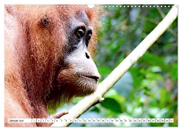Produktbild: Die letzten freilebenden Orang Utans (Wandkalender 2026 DIN A3 quer), CALVENDO Monatskalender