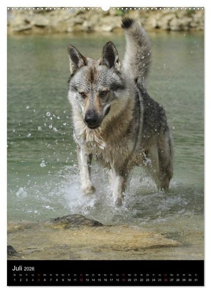 Produktbild: Faszination Wolfhund (Wandkalender 2026 DIN A2 hoch), CALVENDO Monatskalender