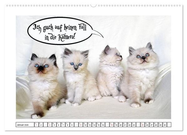 Produktbild: Lustiger Katzenkalender (Wandkalender 2026 DIN A2 quer), CALVENDO Monatskalender