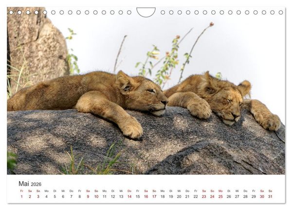 Produktbild: Tier Portraits Tansania (Wandkalender 2026 DIN A4 quer), CALVENDO Monatskalender