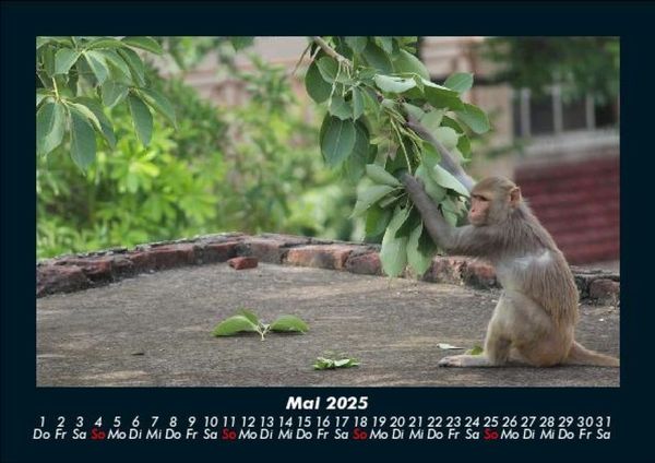 Produktbild: Tierkalender 2025 Fotokalender DIN A5
