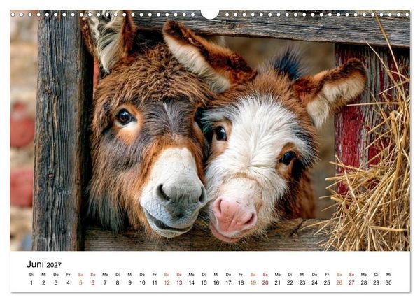 Produktbild: Esel - Humor mit langen Ohren (Wandkalender 2027 DIN A3 quer), CALVENDO Monatskalender