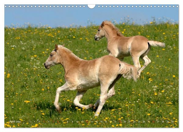 Produktbild: Haflinger Sch&ouml;nheiten (Wandkalender 2026 DIN A3 quer), CALVENDO Monatskalender