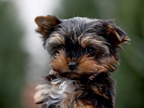 Produktbild: CALVENDO Puzzle Yorkshire-Terrier Welpe | 1000 Teile Lege-Gr&ouml;&szlig;e 64x48cm Foto-Puzzle f&uuml;r gl&uuml;ckliche Stunden