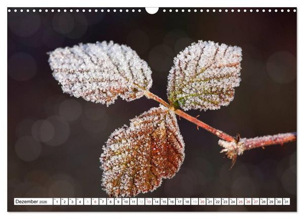 Produktbild: Bunte Bl&auml;tter (Wandkalender 2026 DIN A3 quer), CALVENDO Monatskalender