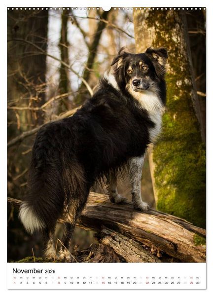Produktbild: Australian Shepherd &ndash; Mit dem Aussie unterwegs (Wandkalender 2026 DIN A2 hoch), CALVENDO Monatskalender