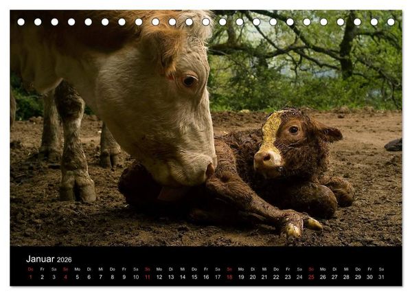 Produktbild: K&uuml;he 2026 (Tischkalender 2026 DIN A5 quer), CALVENDO Monatskalender