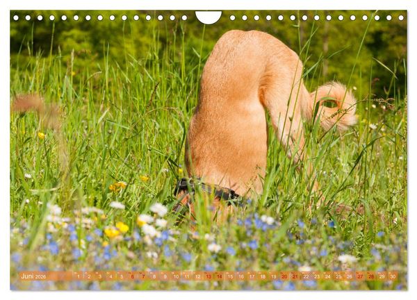 Produktbild: Witziger Windhund - Portugiesischer Galgo (Wandkalender 2026 DIN A4 quer), CALVENDO Monatskalender