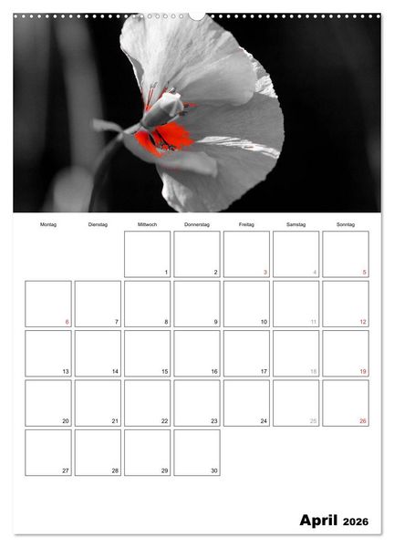 Produktbild: schwarz/wei&szlig; trifft farbe - DEIN TERMINKALENDER / Planer (hochwertiger Premium Wandkalender 2026 DIN A2 hoch), Kunstdruck in Hochglanz