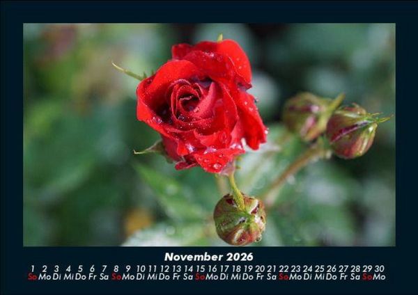 Produktbild: Rosentraum 2026 Fotokalender DIN A5