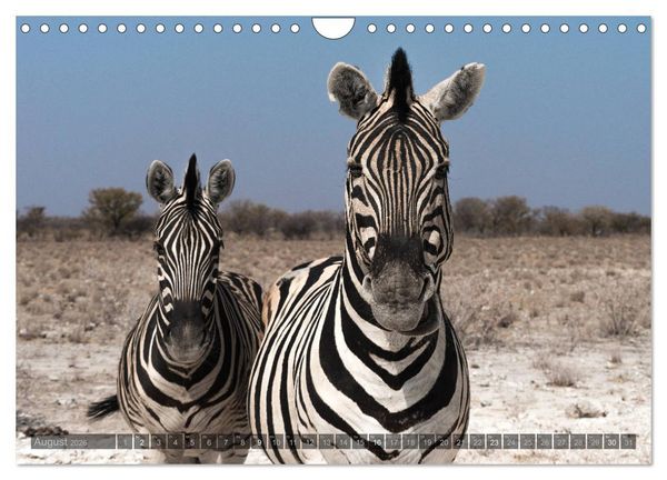 Produktbild: ETOSHA &ndash; Namibia Highlights (Wandkalender 2026 DIN A4 quer), CALVENDO Monatskalender