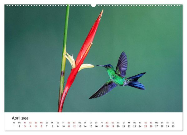 Produktbild: Kolibris - Flugk&uuml;nstler im Regenwald (Wandkalender 2026 DIN A2 quer), CALVENDO Monatskalender