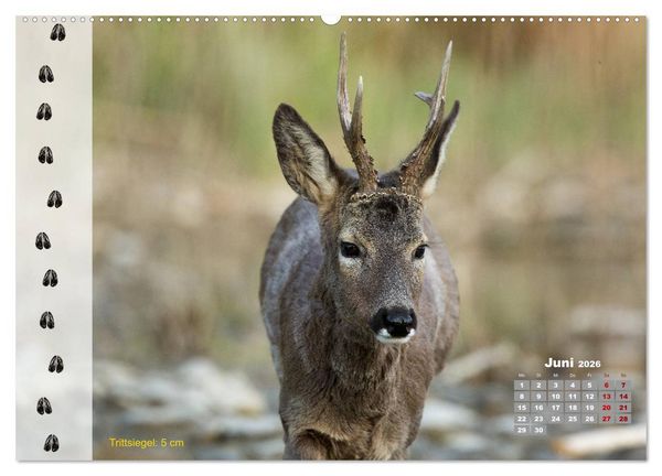 Produktbild: Tierspuren in der Natur (hochwertiger Premium Wandkalender 2026 DIN A2 quer), Kunstdruck in Hochglanz