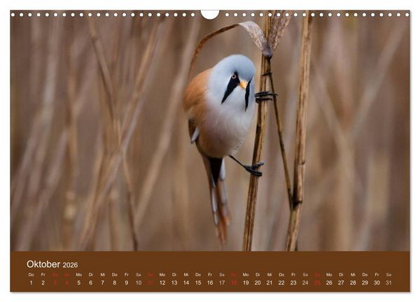 Produktbild: Der Federsee - Vogelparadies in Oberschwaben (Wandkalender 2026 DIN A3 quer), CALVENDO Monatskalender