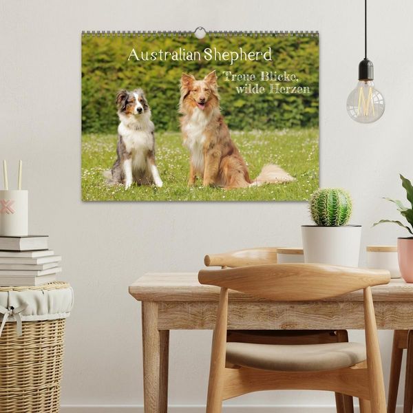 Produktbild: Australian Shepherd - Treue Blicke, wilde Herzen (Wandkalender 2027 DIN A3 quer), CALVENDO Monatskalender