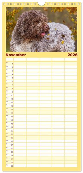 Produktbild: Familienplaner 2026 - Lagotto Romagnolo - der Tr&uuml;ffelhund Italiens mit 5 Spalten (Wandkalender, 21 x 45 cm) CALVENDO