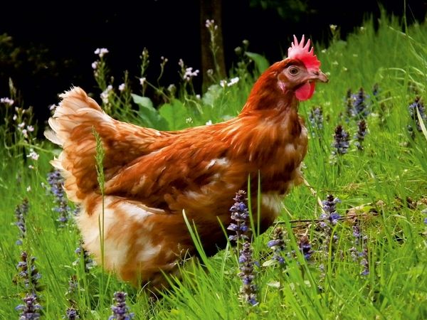 Produktbild: Huhn im Garten (Puzzle)