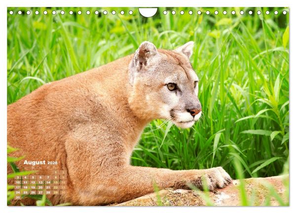 Produktbild: Puma: Auf leisen Pfoten (Wandkalender 2026 DIN A4 quer), CALVENDO Monatskalender