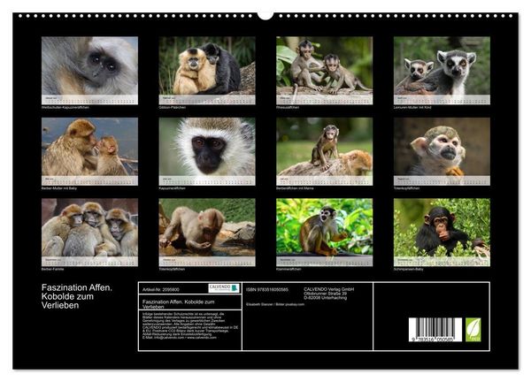 Produktbild: Faszination Affen. Kobolde zum Verlieben (hochwertiger Premium Wandkalender 2026 DIN A2 quer), Kunstdruck in Hochglanz