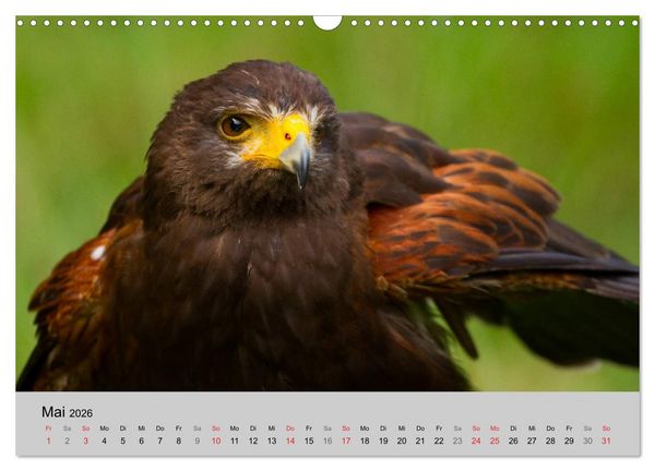 Produktbild: Scharfblick (Wandkalender 2026 DIN A3 quer), CALVENDO Monatskalender