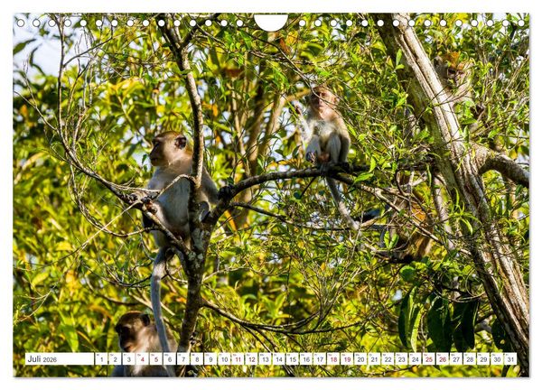 Produktbild: Gunung Leuser Nationalpark Sumatra (Wandkalender 2026 DIN A4 quer), CALVENDO Monatskalender