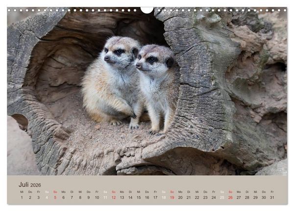 Produktbild: Quirlige Erdm&auml;nnchen (Wandkalender 2026 DIN A3 quer), CALVENDO Monatskalender