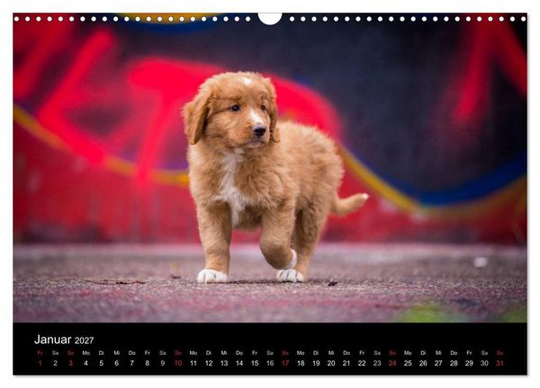 Produktbild: Toller - Nova Scotia Duck Tolling Retriever (Wandkalender 2027 DIN A3 quer), CALVENDO Monatskalender
