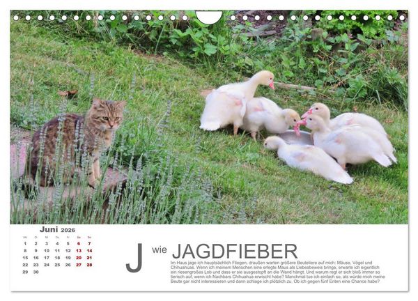 Produktbild: Katzen ABC (Wandkalender 2026 DIN A4 quer), CALVENDO Monatskalender