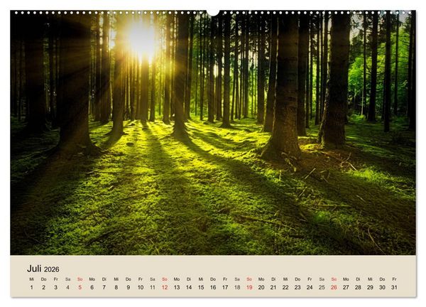Produktbild: Der Wald. Durch zauberhafte Waldlandschaften (Wandkalender 2026 DIN A2 quer), CALVENDO Monatskalender