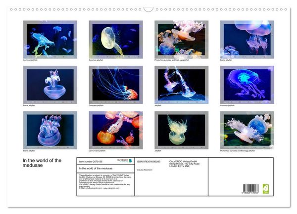 Produktbild: In the world of the medusae (Wall Calendar 2026 DIN A2 landscape), CALVENDO 12 Month Wall Calendar