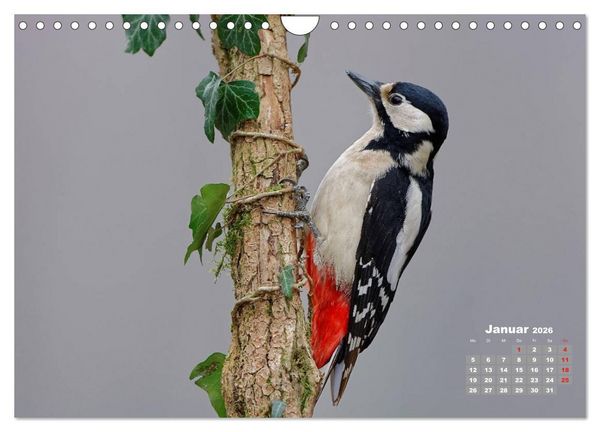 Produktbild: Echte Spechte (Wandkalender 2026 DIN A4 quer), CALVENDO Monatskalender