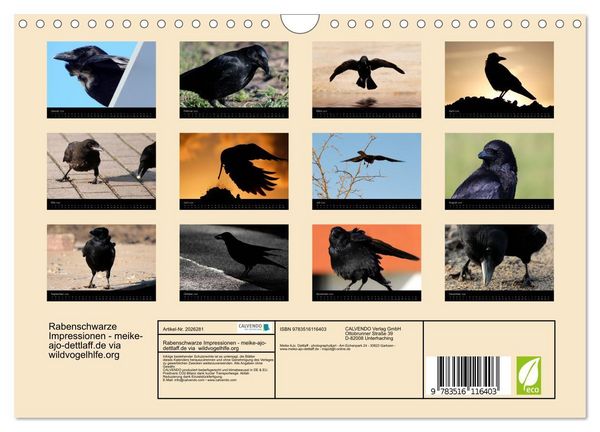 Produktbild: Rabenschwarze Impressionen - meike-ajo-dettlaff.de via wildvogelhlfe.org (Wandkalender 2026 DIN A4 quer), CALVENDO Monatskalender