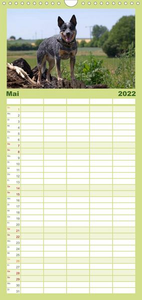 Produktbild: Familienplaner Faszinierende Australian Cattle Dogs (Wandkalender 2022 , 21 cm x 45 cm, hoch)