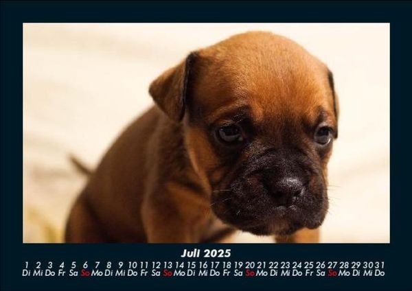 Produktbild: Welpen 2025 Fotokalender DIN A5