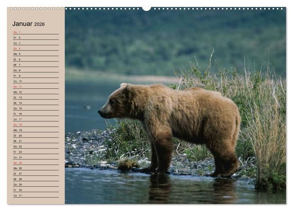 Produktbild: B&auml;ren. Unterwegs mit Meister Petz (hochwertiger Premium Wandkalender 2026 DIN A2 quer), Kunstdruck in Hochglanz