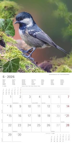 Produktbild: Einheimische Vögel 2026 - Broschürenkalender 30x30 cm (30x60 geöffnet) - Kalender mit Platz für Notizen - Birds - Bildkalender - Wandkalender - Vogelk