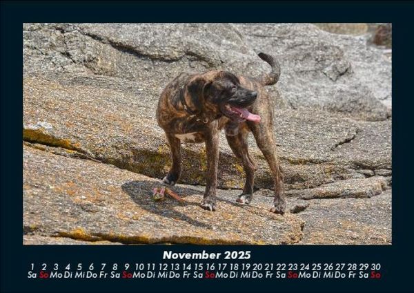 Produktbild: Der Hundekalender 2025 Fotokalender DIN A5