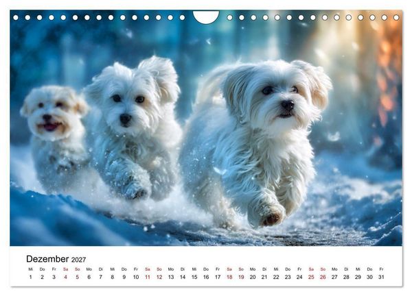 Produktbild: Kleine wei&szlig;e Wunder - ein Jahr mit Maltesern (Wandkalender 2027 DIN A4 quer), CALVENDO Monatskalender